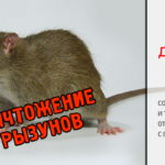 Дератизация. Профессиональная санитарная обработка